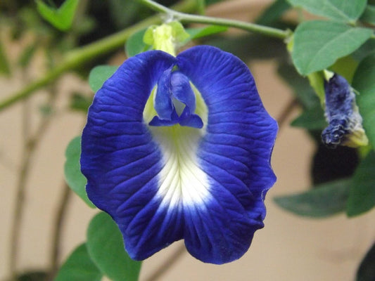 2 BUTTERFLY PEA FLOWER EXTRACT FOR DIY SKINCARE